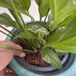 Sphaigne en sachet - 4kg