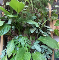 Sphaigne en sachet - 1 kg