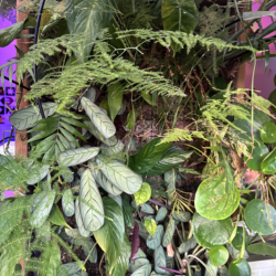 Sphaigne en sachet - 4kg